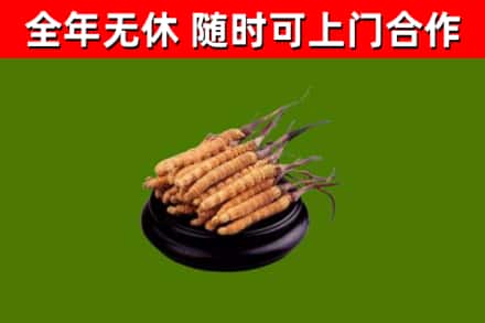 长葛回收冬虫夏草