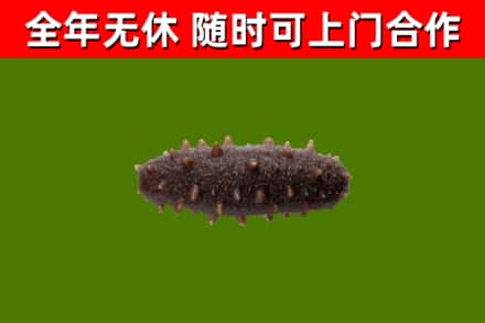 长葛回收海参干